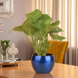 A Beautiful Looking Green Money Plant