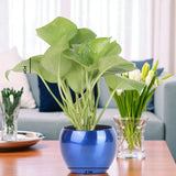 A Beautiful Looking Green Money Plant