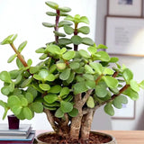 Best Dad Ever Lucky Jade Plant