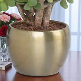 Best Dad Ever Lucky Jade Plant
