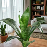 Sansaveria Plant With Dad for Everything Pot