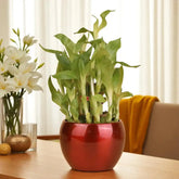 Grab The Luck Bamboo Plant