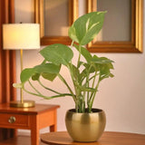 Stress Reliever Green Money Plant
