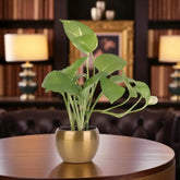 Stress Reliever Green Money Plant