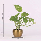 Stress Reliever Green Money Plant