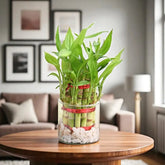 Double Layer Lucky Bamboo Plant