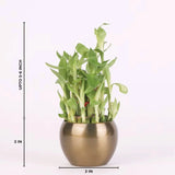Lucky Thoughts Plants Trio