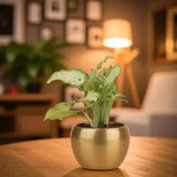 Indoor Air Purifying Plant Gift