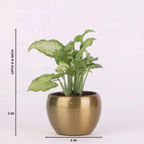 Indoor Air Purifying Plant Gift