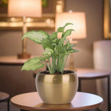 Indoor Air Purifying Plant Gift