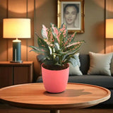 Beautiful Aglaonema