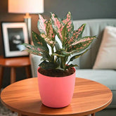 Beautiful Aglaonema