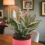 Beautiful Aglaonema