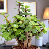 Wishful Jade in Gold Pot