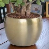 Wishful Jade in Gold Pot