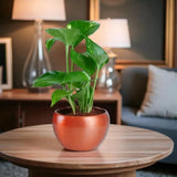 Personalised Magnet Money Plant Set