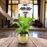 Pleasing Peace Lily Plant For Mom