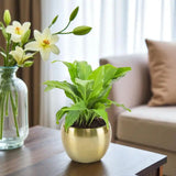 Pleasing Peace Lily Plant For Mom
