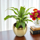 Pleasing Peace Lily Plant For Mom