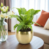 Pleasing Peace Lily Plant For Mom