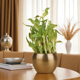 2 Layer Bamboo Plant In A Vase