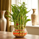 Hearty Three Layer Lucky Bamboo Plant
