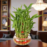 Hearty Three Layer Lucky Bamboo Plant