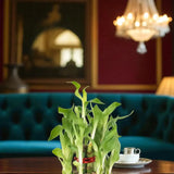 Hearty Three Layer Lucky Bamboo Plant