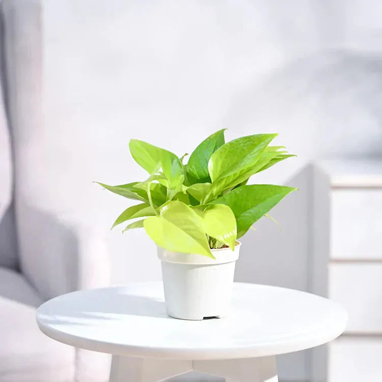 Green potted plant on a white table with a blurred background