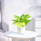 Green potted plant on a white table with a blurred background