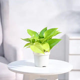 Green potted plant on a white table with a blurred background