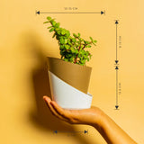 Grow Together Lucky Jade Plant