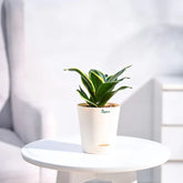 Potted plant on a white table