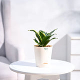 Potted plant on a white table