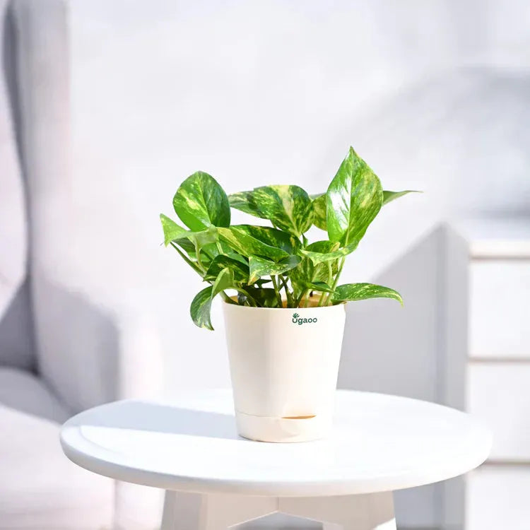 Potted plant on a white surface with a blurred background