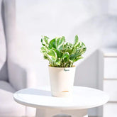 Potted plant on a small round table with a blurred background