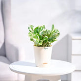 Potted plant on a small round table with a blurred background