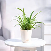 Potted plant on a white table with a blurred background
