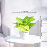 Potted plant on a small white table with dimensions indicated
