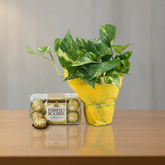 Money Plant Ensemble with Ferrero Rocher