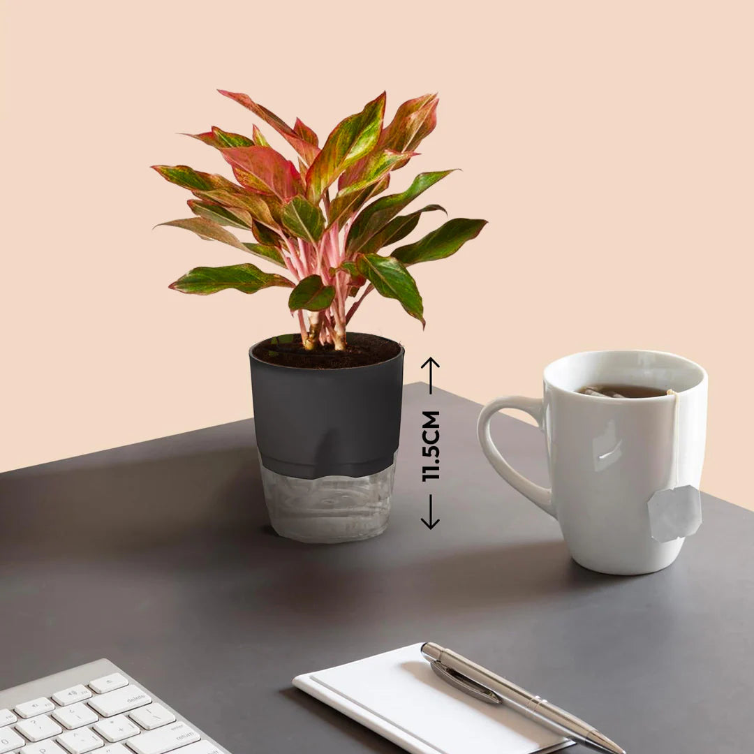 Aglaonema Lipstick Plant
