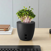 Black planter with green plants on a wooden desk