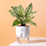 Aglaonema Snow White Plant White