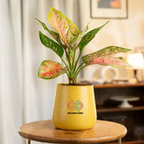Aglaonema Pink Valentine Plant