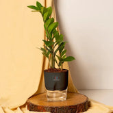 ZZ-Zamia Green Plant Black