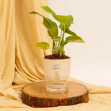 Money Plant Variegated Cream