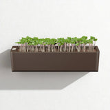 Small rectangular planter with young plants on a white background