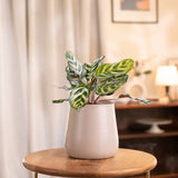 Peacock Plant