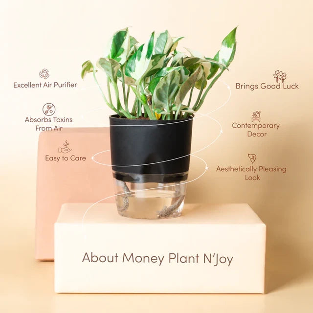 Money N Joy Plant