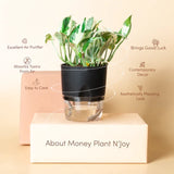 Money N Joy Plant